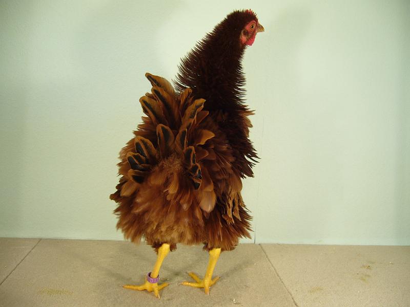 Muenster 2008 132.jpg - Zwerg Strupphühner rot von Nele Lohmeier Preis HV96 E